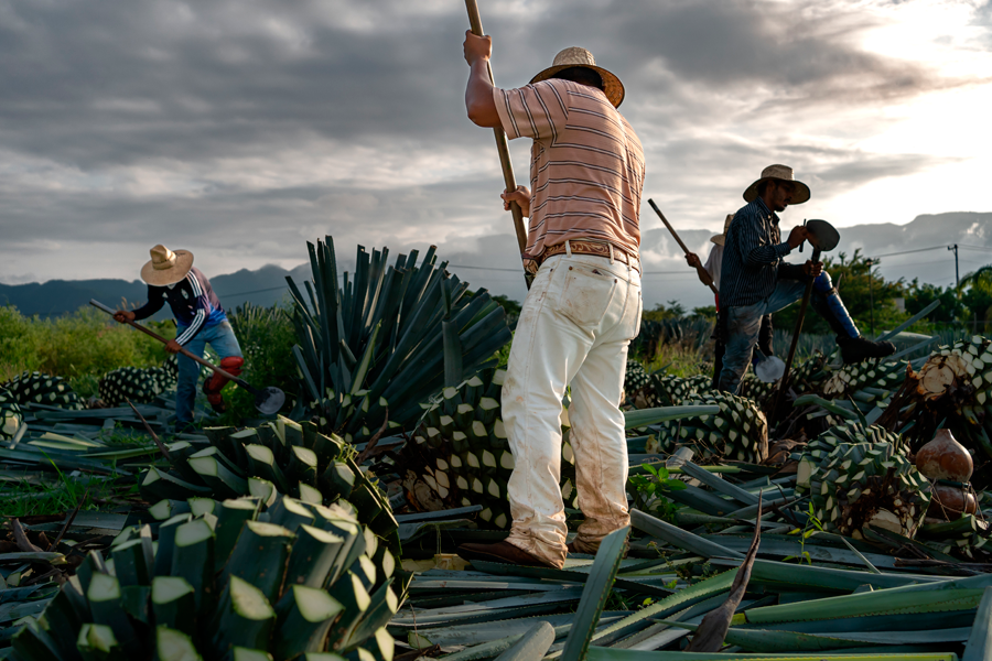 El origen del mezcal: una historia escrita en tierra y fuego